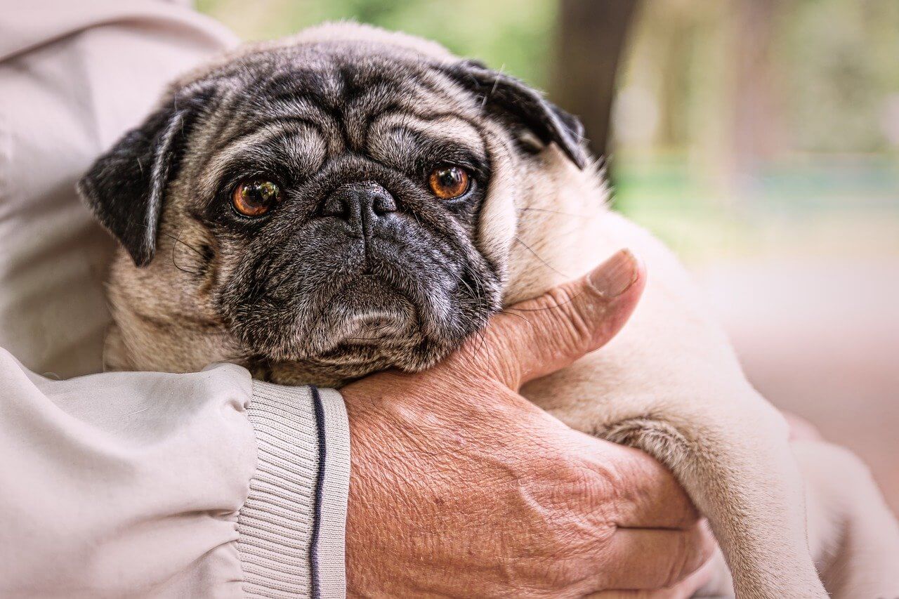 Cachorro pug idoso no colo de uma pessoa