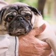 Suplemento Geriátrico: o melhor cuidado para o pet idoso