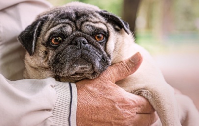 Cachorro pug idoso no colo de uma pessoa