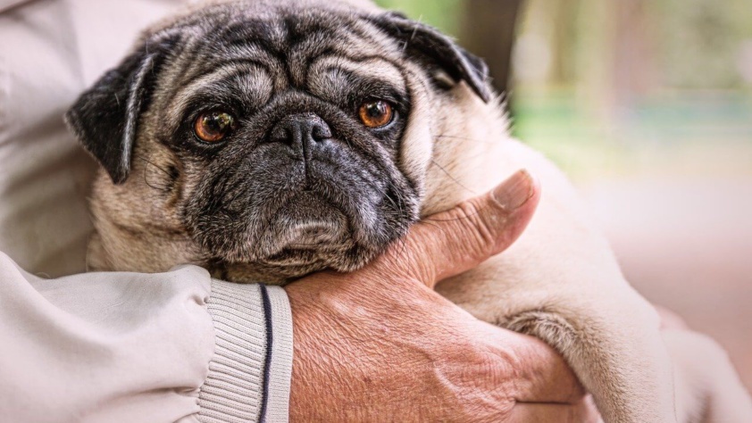 Cachorro pug idoso no colo de uma pessoa