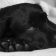 H3N2 em cachorro: entenda os sintomas da gripe no animal e como tratar