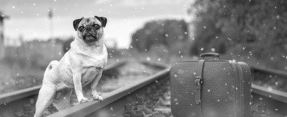 viajar com cachorro