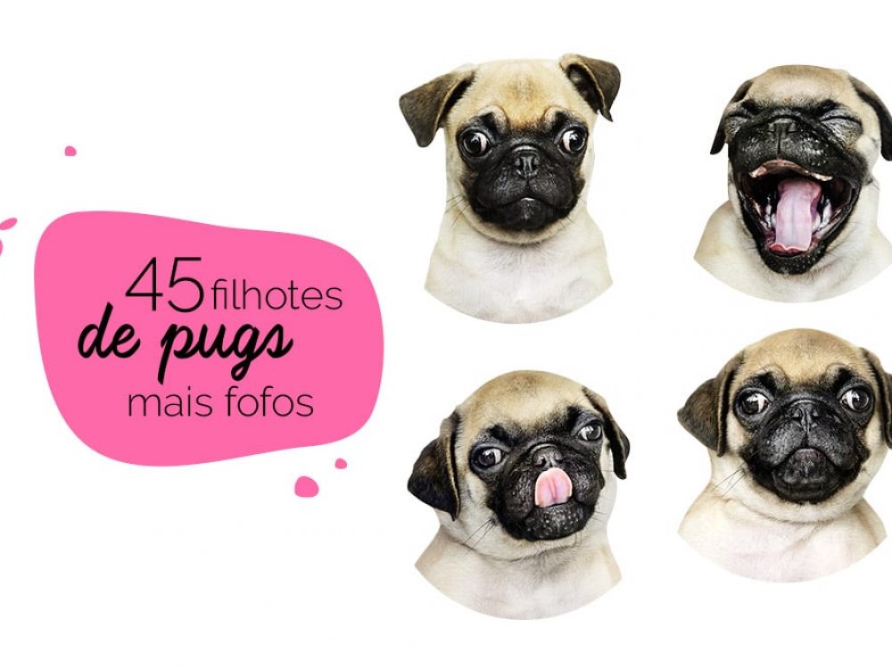 Filhotes de pug: fotos de pugs filhotes