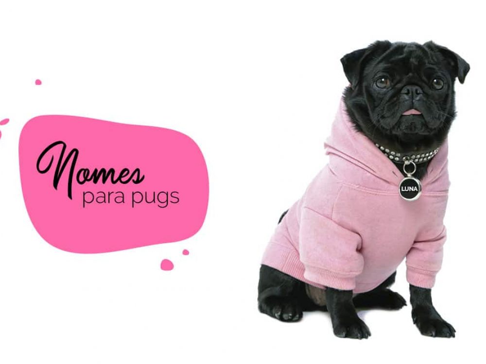 Nomes para pug: como escolher nome para o cachorro