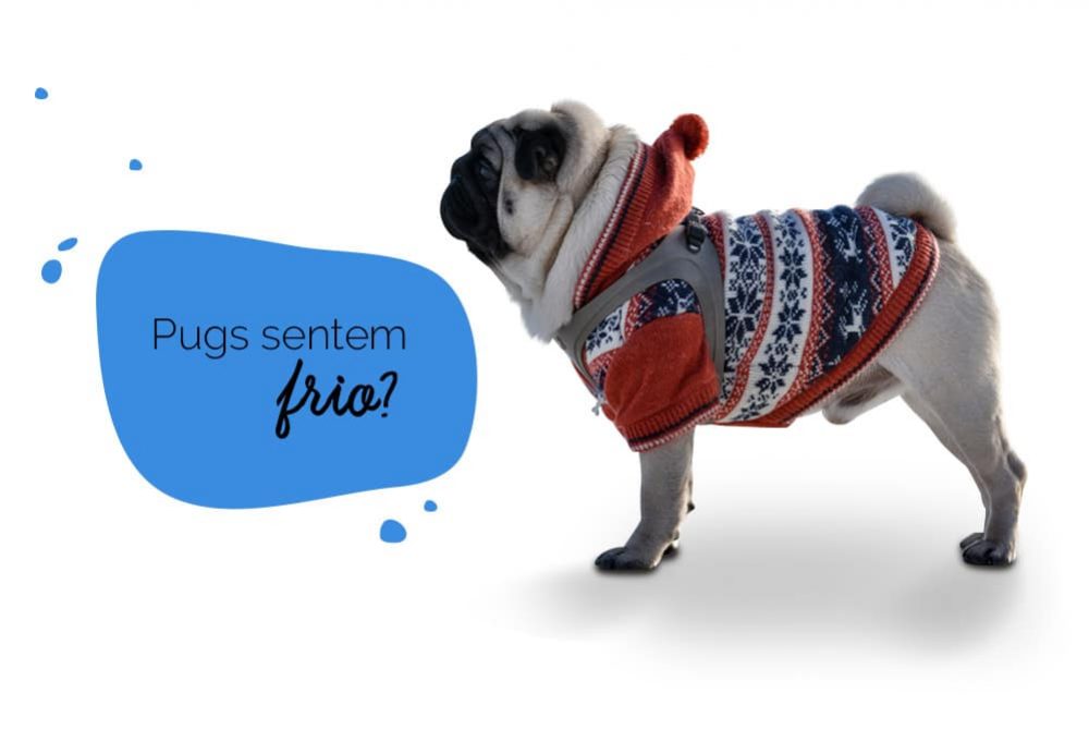 Cachorro sente frio: foto de um cachorro pug agasalhado