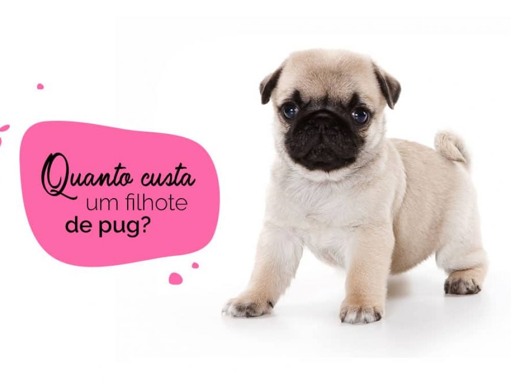 Foto de um pug filhote